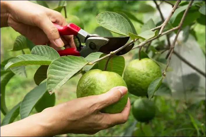 guava leaves 2022 fe 22 - فوائد ورق الجوافة للجنس والصحة الإنجابية
