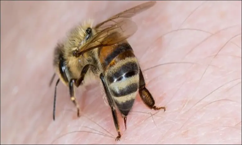 فوائد لدغة النحل